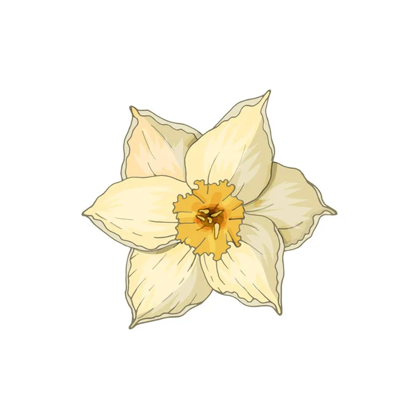 Narciso flor isolada em branco . — Vetor de Stock