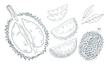 Durian bütünü, yarısı, posası, kesimi.