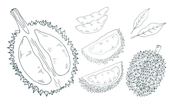 Durian celý, půlka, dužina, řez. — Stockový vektor