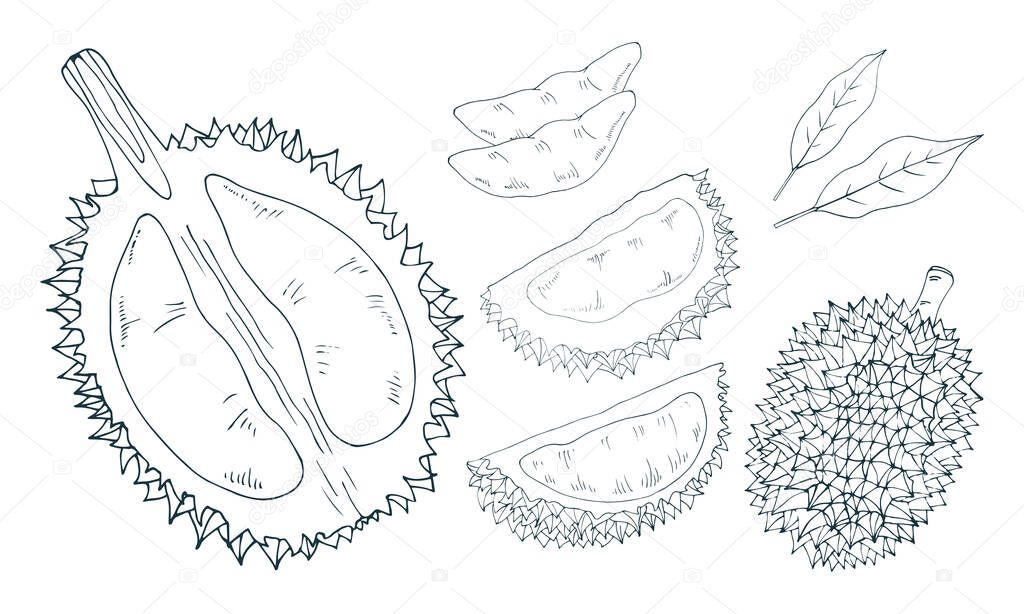Durian whole, half, pulp, cut.