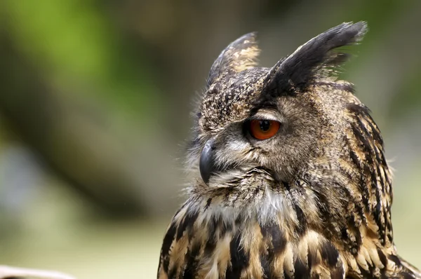 Vahşi baykuş.