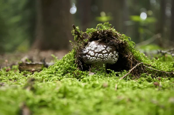 Dünya bir dikkatli göz.