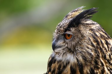 vahşi yaşlı baykuş