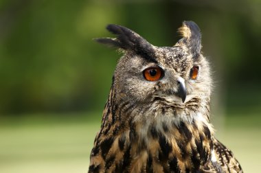 vahşi yaşlı baykuş