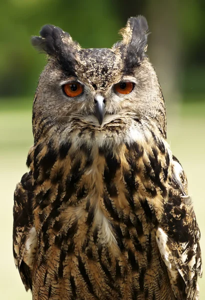 vahşi yaşlı baykuş.