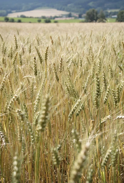 Tarlada buğday hasadı.