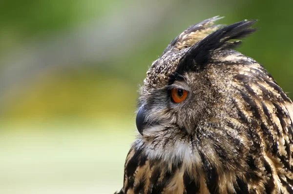 vahşi yaşlı baykuş