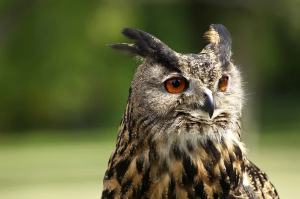 vahşi yaşlı baykuş