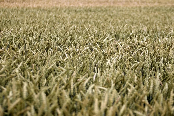 Tarlada buğday hasadı