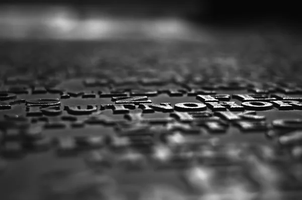 vahşi yaşlı baykuş