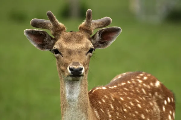Ormandaki genç geyik