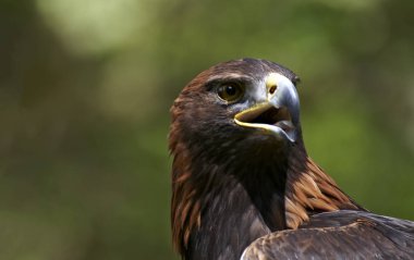 Ormandaki kızgın kartal