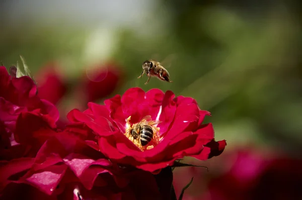 Arıların bal toplama.