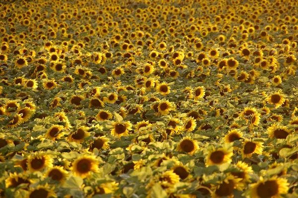 Tournesols d'été au coucher du soleil — Photo