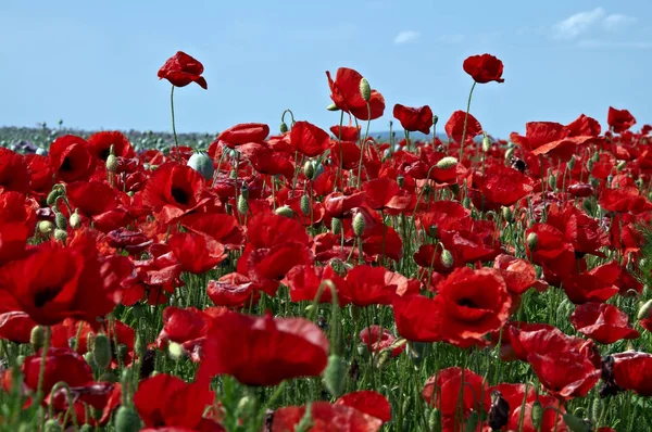 kırmızı gelincikli tarla.