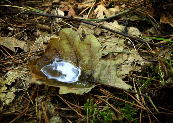Meşe yaprağı küçük orman göle.