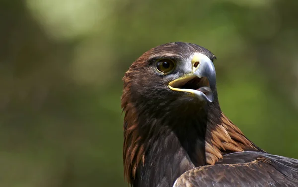 Ormandaki kızgın kartal