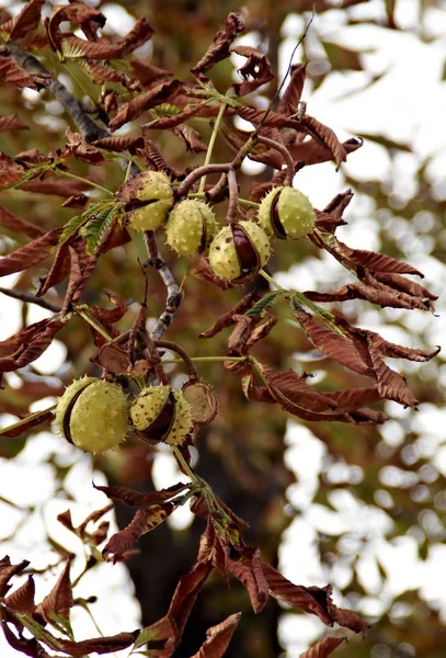 Olgun bir kestane ağacı üzerinde