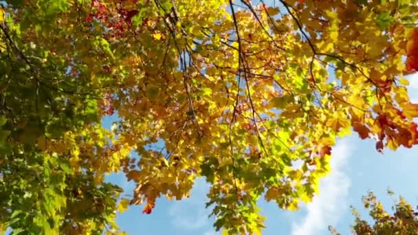 Bladeren vallen van een heldere herfst esdoorn — Stockvideo