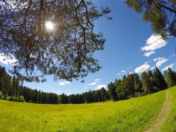 Beautiful, bright summer landscape - the wood behind a meadow and branches of trees in the foreground — Stock Photo, Image