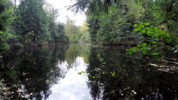 La madera de otoño se refleja en el lago — Vídeo de stock