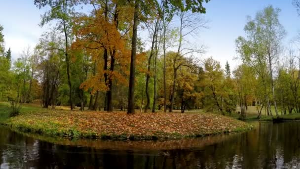 La madera de otoño se refleja en el lago — Vídeo de stock