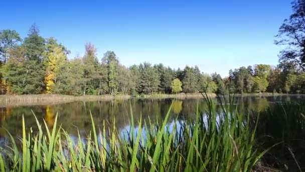 Le bois d'automne se reflète dans le lac 