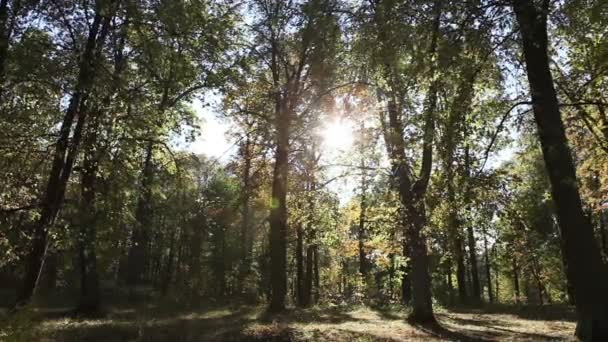 Paisagem de verão bela, brilhante - a madeira atrás de um prado e ramos de árvores em primeiro plano — Vídeo de Stock