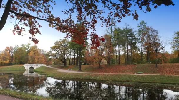 La madera de otoño se refleja en el lago — Vídeo de stock