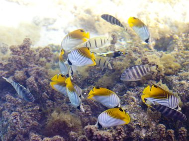 tropikal küçük balıklar ve mercan