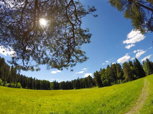 Güzel, parlak yaz manzara - ahşap arkasında bir çayır ve ön planda ağaçlarının dalları — Stok fotoğraf