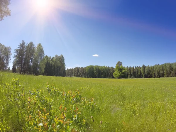 Beautiful, bright summer landscape — Stock Photo, Image