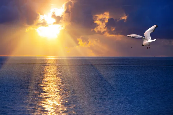 Bright sunset over the sea and the flying seagull — Stock Photo, Image