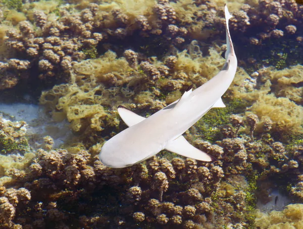 Tiburón arrecife, la vista superior a través de aguas cristalinas —  Fotos de Stock