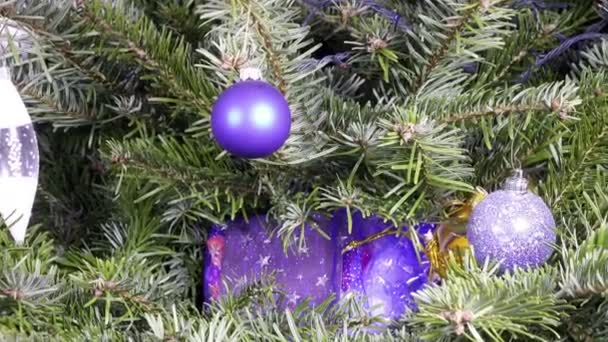 Les mains féminines trouvent un cadeau du Nouvel An se trouve parmi les branches d'un sapin de Noël — Video