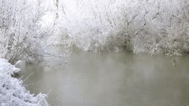 Anatre selvatiche nel fiume invernale — Video Stock