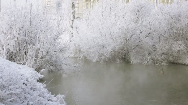 Dzikie kaczki w rzece zima — Wideo stockowe