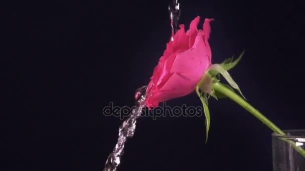 San Valentino rosa e spruzzi d'acqua, rallentatore — Video Stock