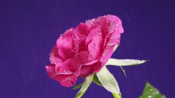 Rosa flor en la lluvia, gotas de agua brillando como diamantes, de cerca — Vídeos de Stock