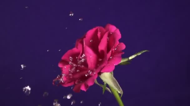 Día de San Valentín salpicadura de agua y rosa, cámara lenta — Vídeo de stock