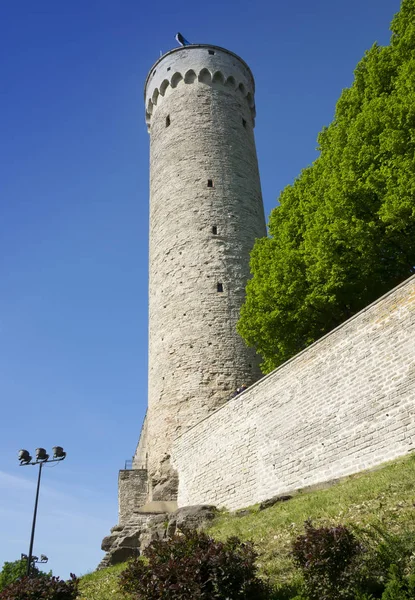 Tall Hermann - a tower of the Toompea Castle on Toompea hill. Tallinn, Estonia — Stock Photo, Image