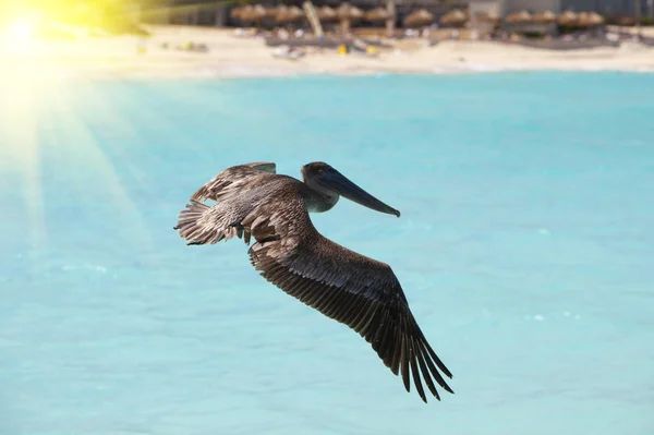 Braunpelikan im Flug über das Meer — Stockfoto