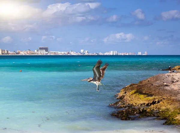 Pellicano bruno in volo sul mare. Costa rocciosa, mare e città in lontananza — Foto Stock