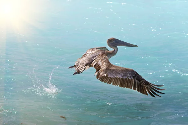 Pelikan brunatny w locie — Zdjęcie stockowe