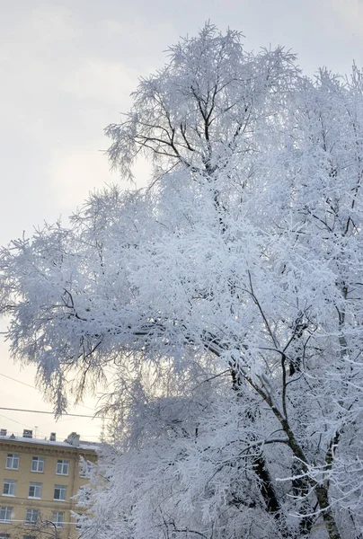 Snow covered tree in winter. Branches covered by white frost. — Stock Photo, Image