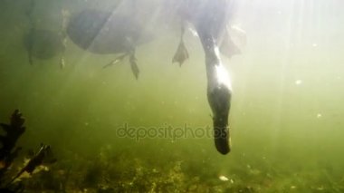 Ördek suda su altından ateş ekmek yemek, pençeleri kuşların görülebilir