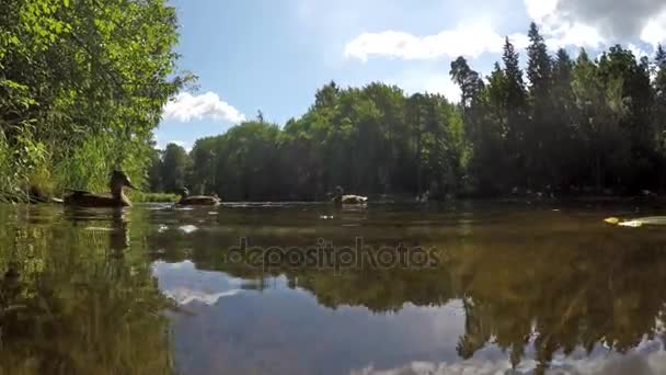 鸭子吃面包在水中，从水面曲线射击 — 图库视频影像
