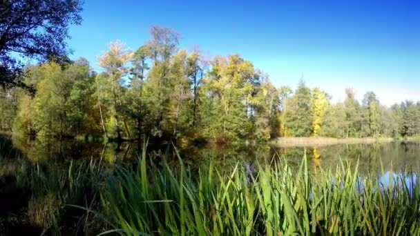 Parc d'automne avec la rivière — Video