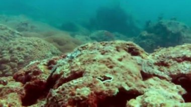 Mercan resifinin üzerinde büyük bir tropikal balık sürüsü