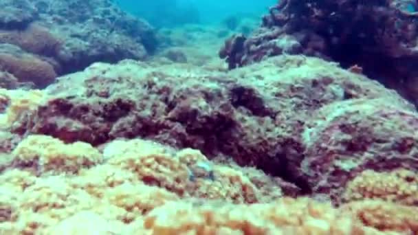 Тропические рыбы на камнях и кораллах — стоковое видео